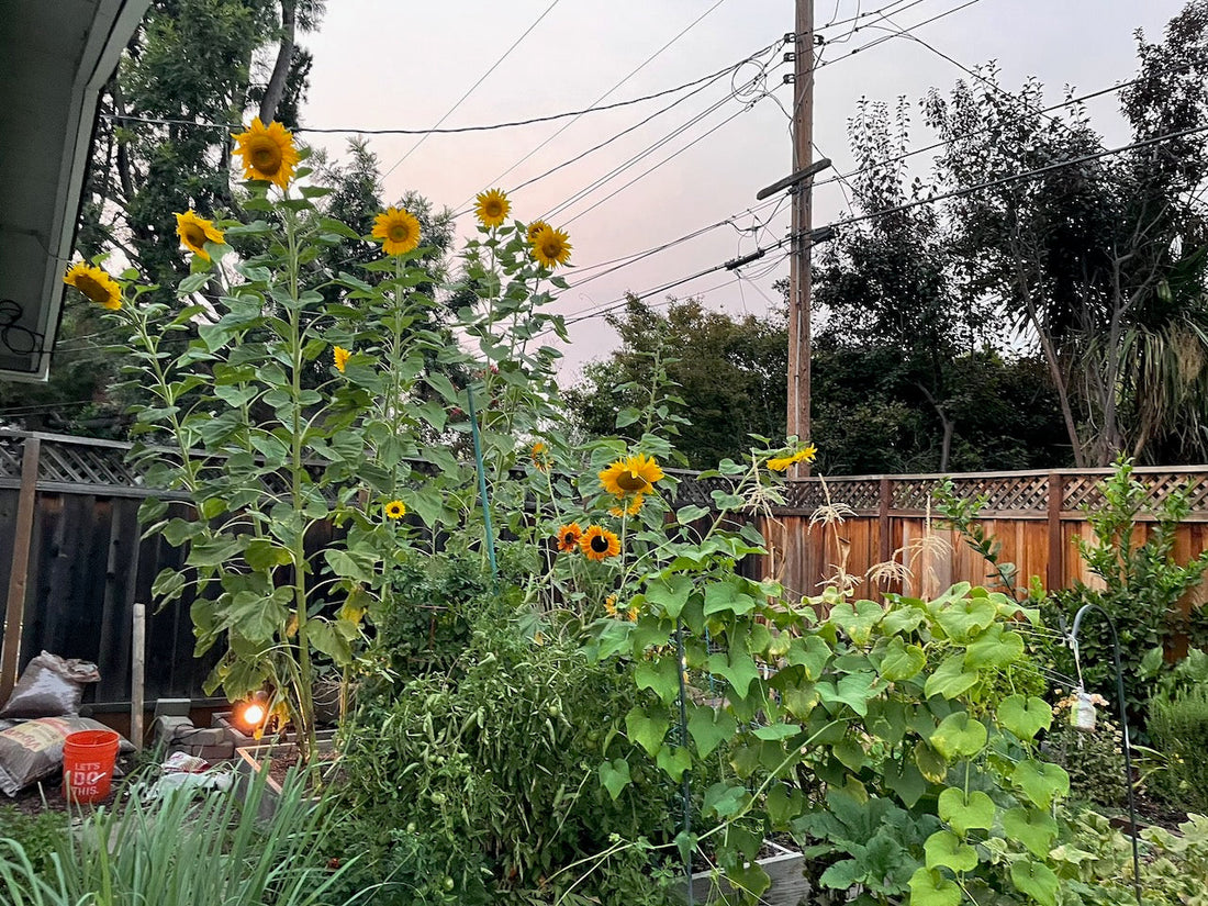 What Happens to Plants When You Move Them Outside for Winter