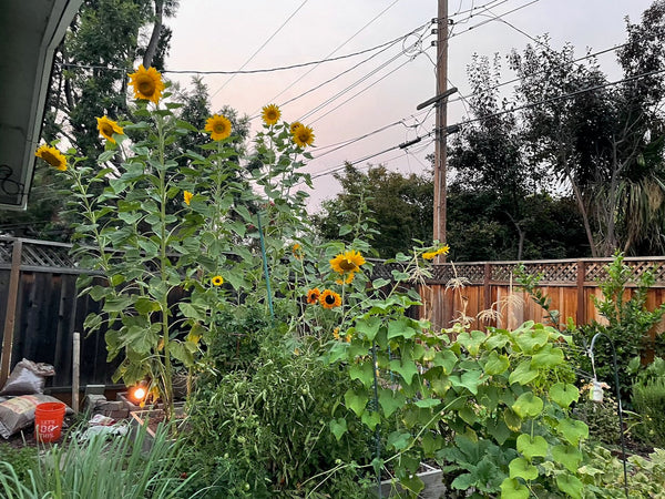 What Happens to Plants When You Move Them Outside for Winter