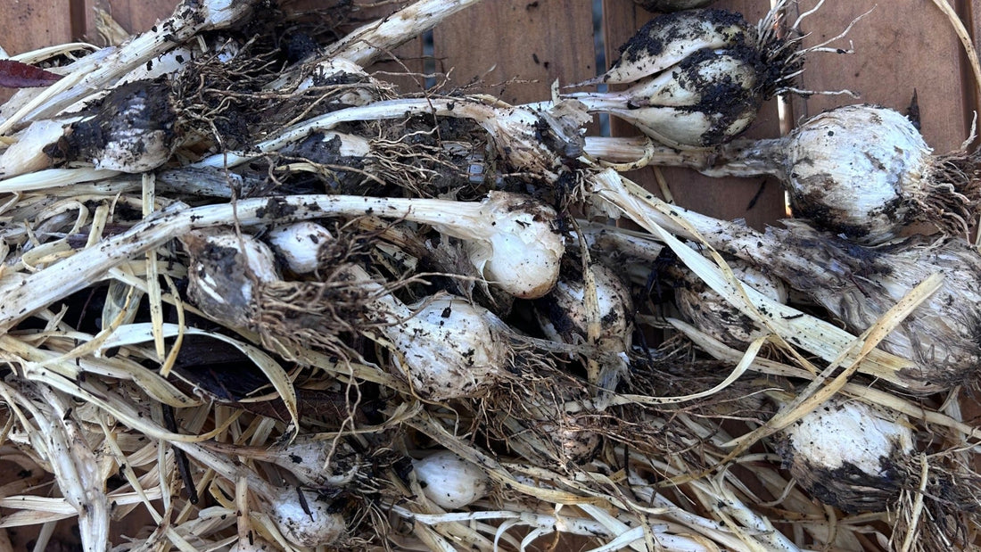 One Clove In, a Whole Bulb Out