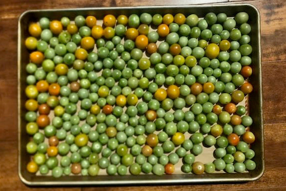 Sheet pan filled with fresh green and yellow cherry tomatoes ready for roasting on aluminum baking tray seasonal garden harvest