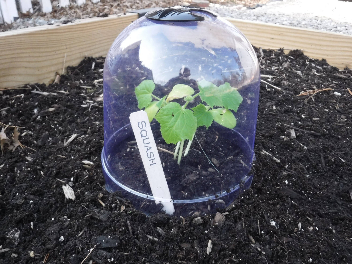 Medium Reusable Garden Cloches