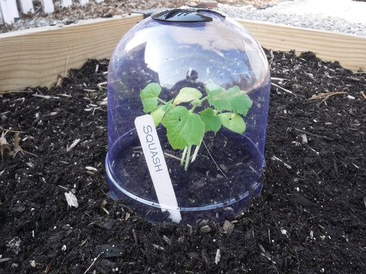 Medium Reusable Garden Cloches
