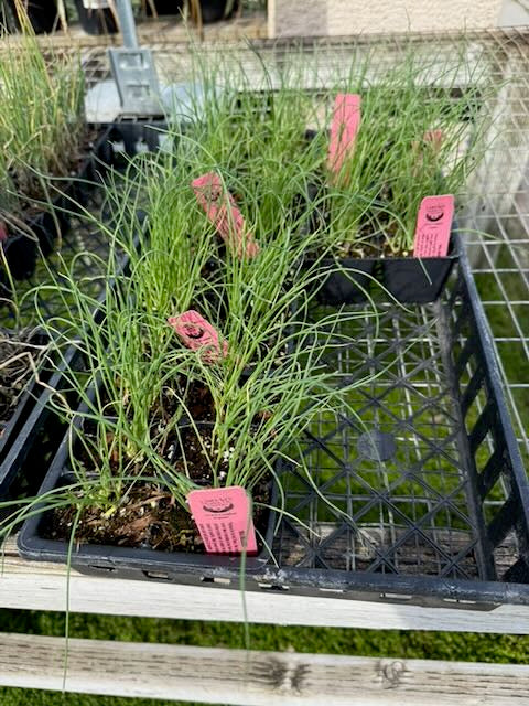 Seed Bundles