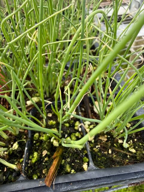 Seed Bundles