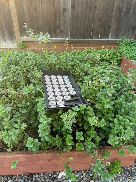 Seed Tray Replacement Inserts & Accessories