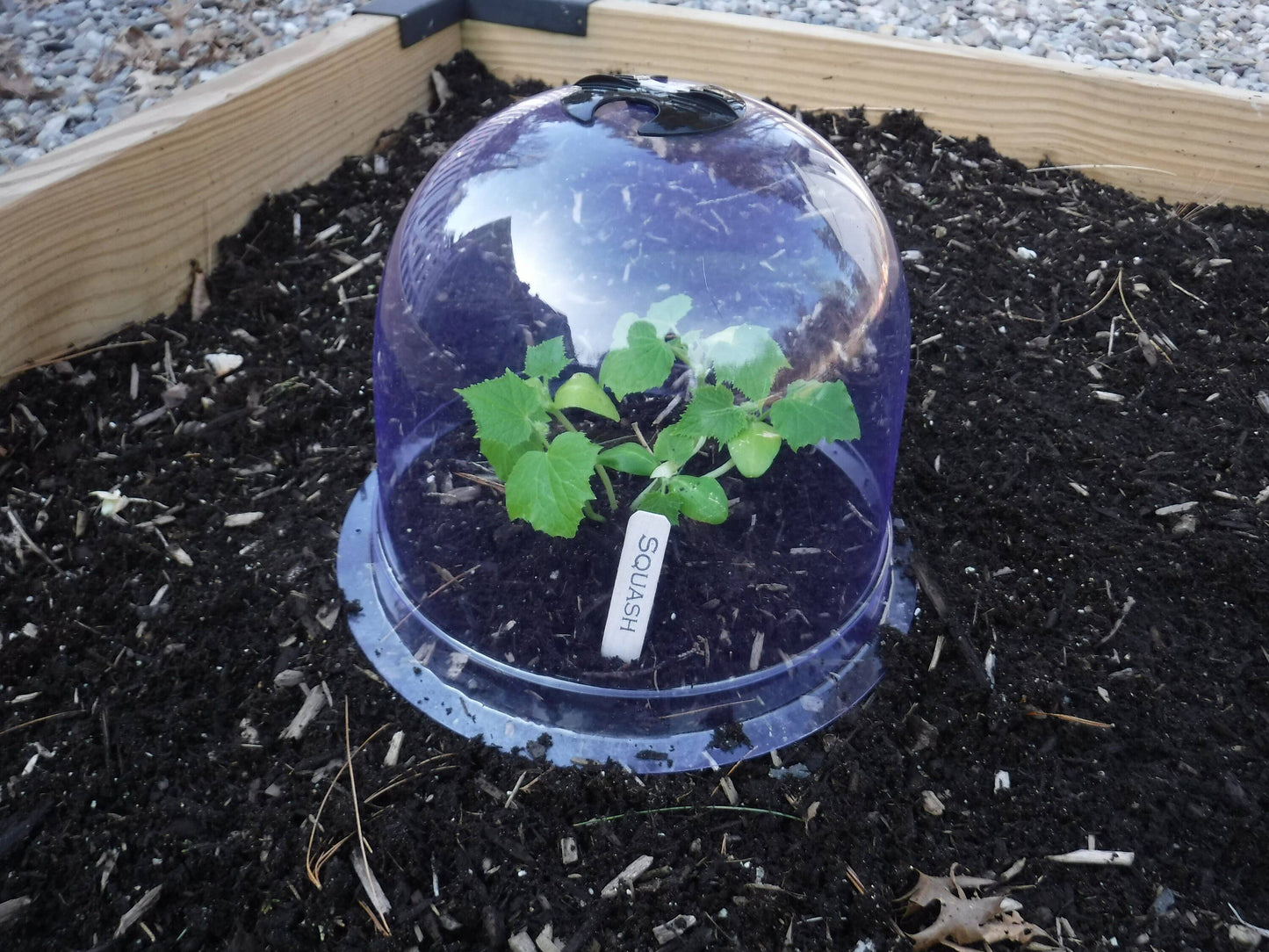 Medium Reusable Garden Cloches