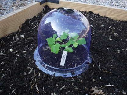 Medium Reusable Garden Cloches
