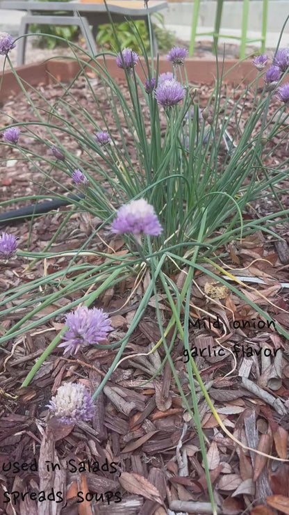 Vegetable & Herb Garden Seeds