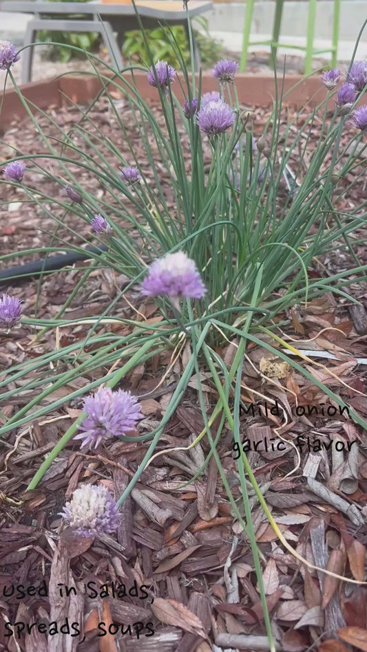 Vegetable & Herb Garden Seeds